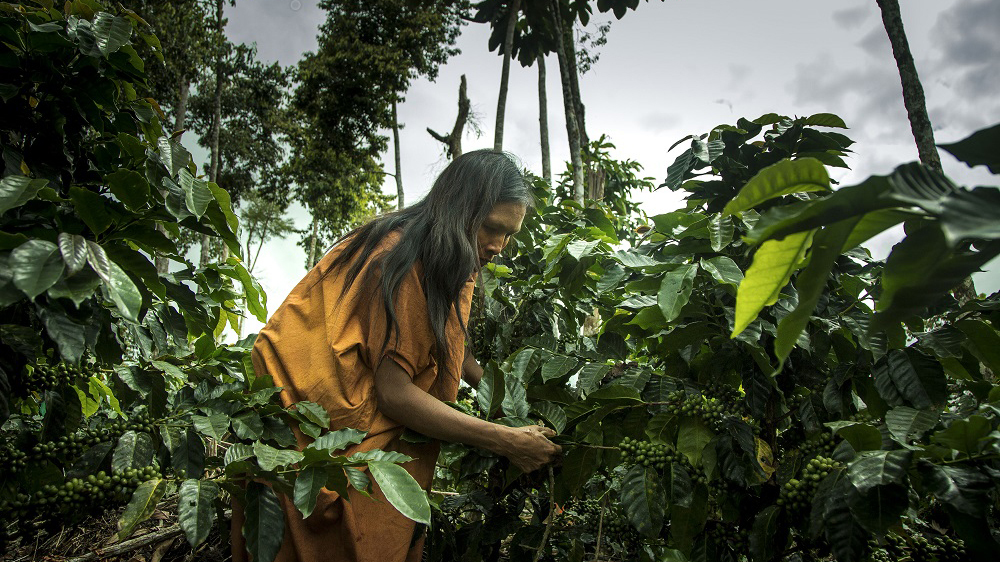 Indigenous woman (LAC region)